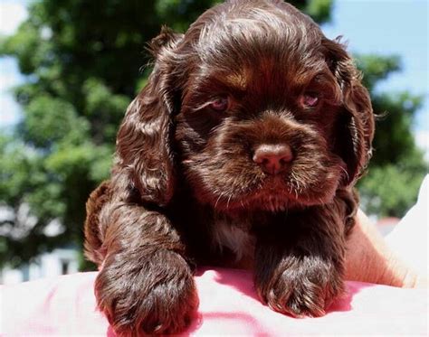 31++ Cocker spaniel puppies near me ideas in 2021