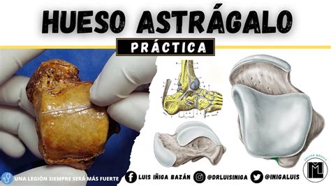 Anatom A Pr Ctica Hueso Astr Galo Caras Articulaciones Inserciones