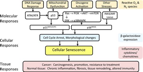 The Four Main Molecular Pathways Governing Cellular Senescence Dna