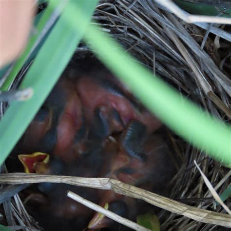 Hidden Nests In The Grass And Wetlands Mcrcd