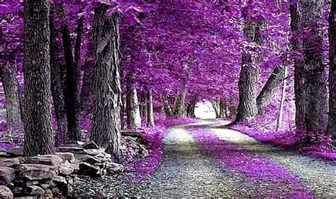 Purple Nature Wallpapers - 4k, HD Purple Nature Backgrounds on WallpaperBat