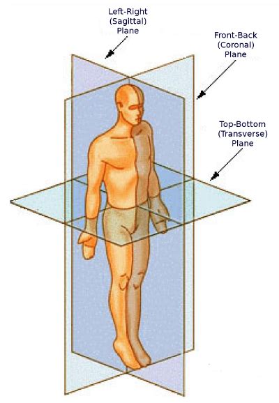 The importance of crossing the midline - SAS Centre