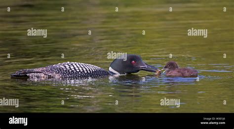 Common Loon Gavia Immer Feeding Its Chick In Ontario Canada Stock