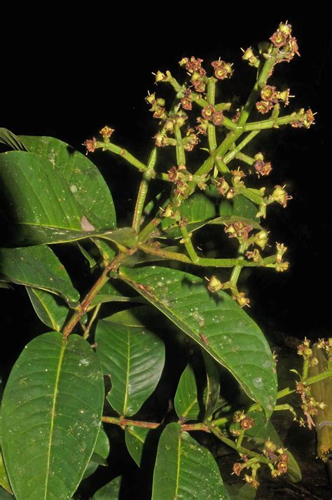 Syzygium Intumescens Myrtaceae Image At Phytoimages Siu Edu