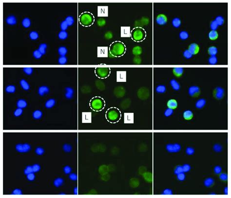 Fluorescent In Situ Hybridization Fish With The Ahr Probe Ahr2α β