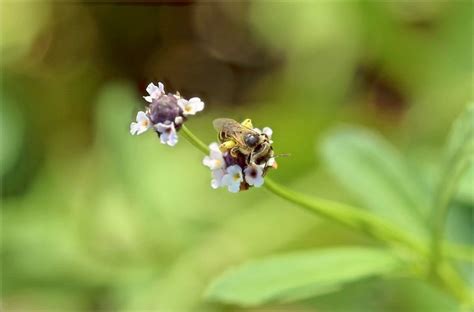 Frog Fruit Is A Valuable Native Groundcover