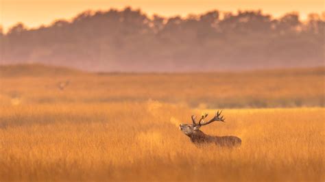 Bing Hd Wallpaper 29 Nov 2025 Red Deer Stag In De Hoge Veluwe National