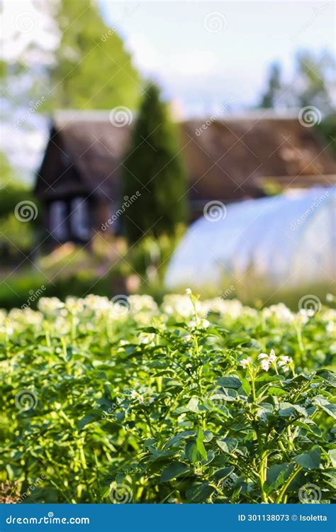 Potato Flowers In Agriculture Field With A Greenhouse On Background