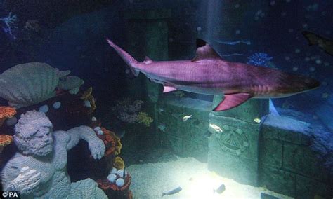 Legoland launches aquarium ride through shark-infested waters | Daily ...