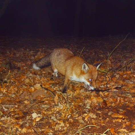 Intextforest Fox Cam Or Recordings Or Siterip Or Albums