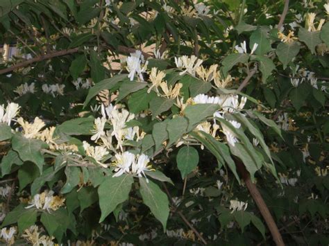 Amur Honeysuckle Tree