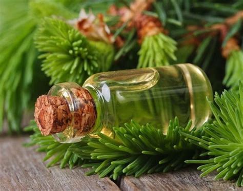 Make Spruce Needle Oil Yourself This Is How You Can Make The Essential