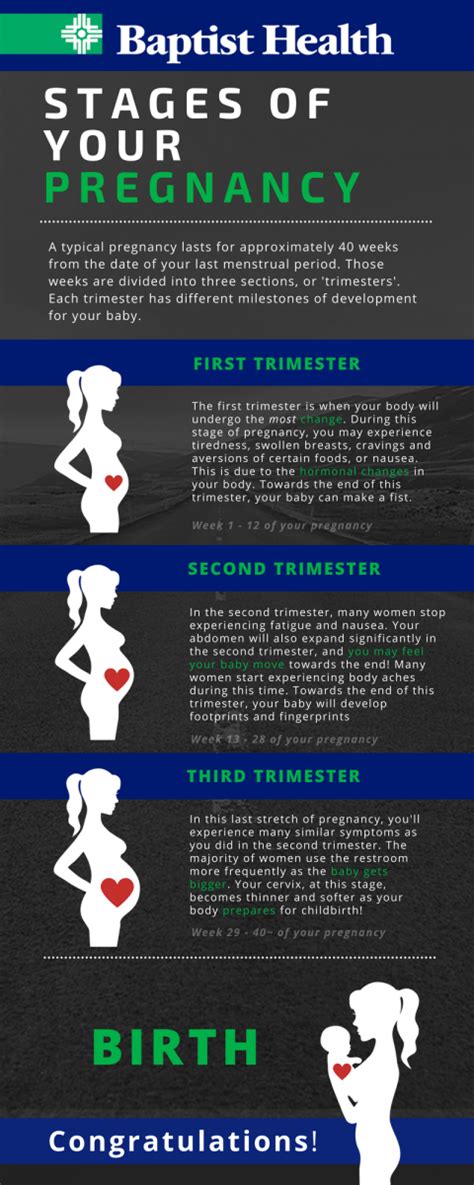 Stages Of Pregnancy Trimesters