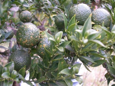 Бергамот: уход в домашних условиях, размножение, фото и описание