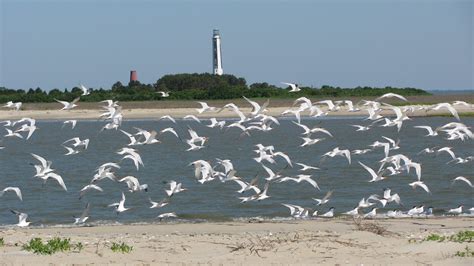 10 Lighthouses to Visit in South Carolina - This Is My South