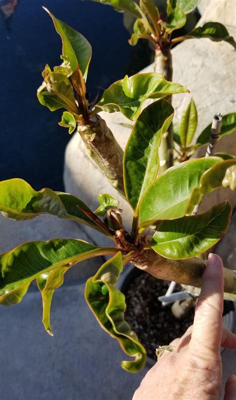 Curled Up Leaves Help In The Plumeria Forum Garden Org