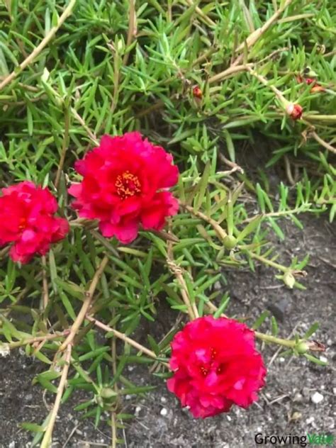 28 Unique Types Of Portulaca To Grow In Your Garden - GrowingVale