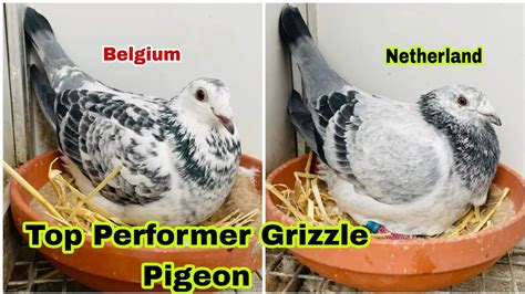 Best Racer Breeder Grizzle Racing Pigeons Grizzle Racing Pigeon