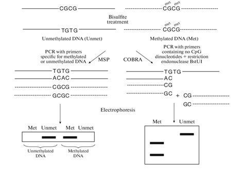 Concept Of Methods Of Msp Methylation Specific Pcr And Cobra