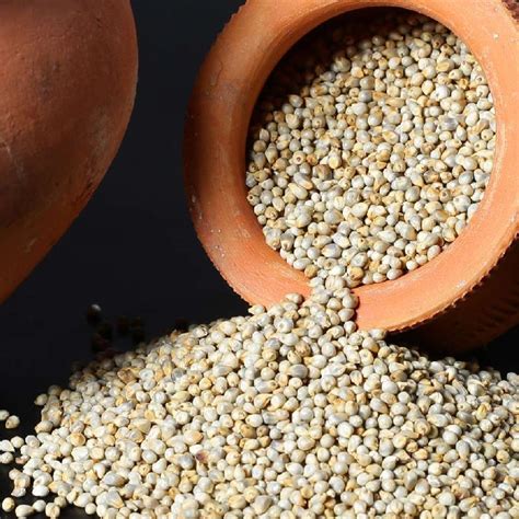 Common Gmo Bajra Pearl Millet For Cattle Feed Cooking Packaging