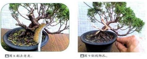 图解 小型真柏盆景怎么制作的11个过程 Penjing8盆景吧