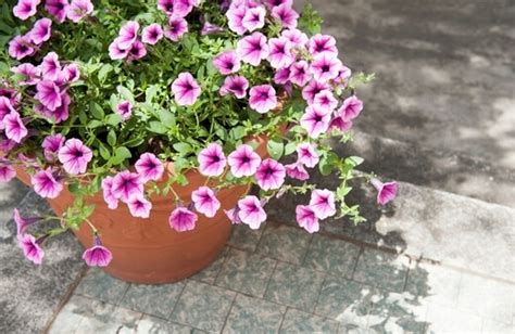 How To Grow And Care For Petunias