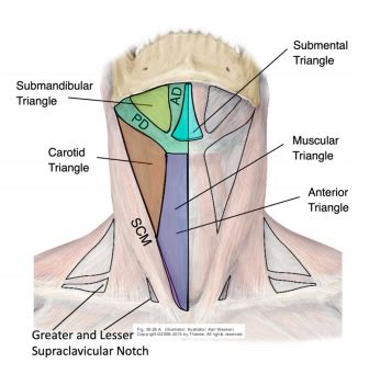 Anterior Triangle Flashcards Quizlet