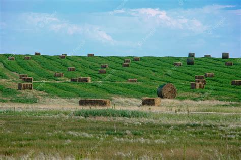 Premium Photo Bales Of Hay On A Farm Field In Alberta After Harvest