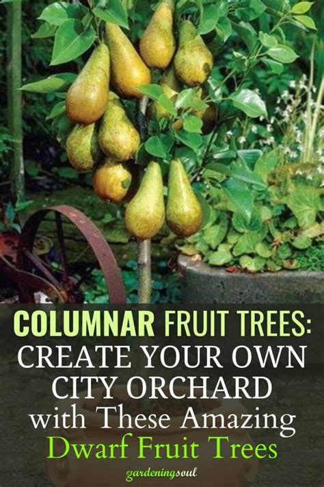 Columnar Fruit Trees Create Your Own City Orchard With These Amazing Dwarf Fruit Trees