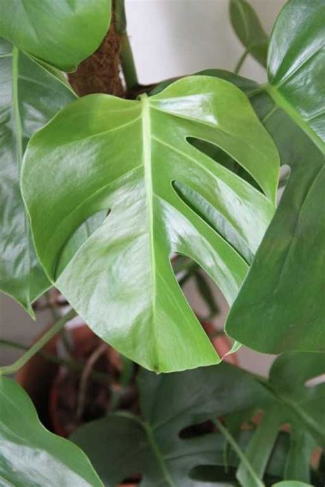 Monstera Deliciosa Large 75cm Swiss Cheese Plant Syn Monstera