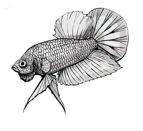 Betta Fish Drawing For Kids