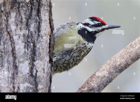 Black And White Bird With Red Head Stock Photo Alamy