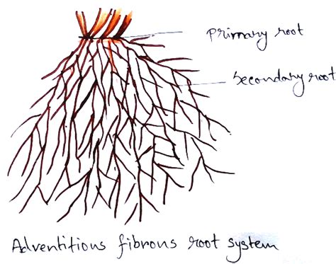 Fibrous Root System Diagram