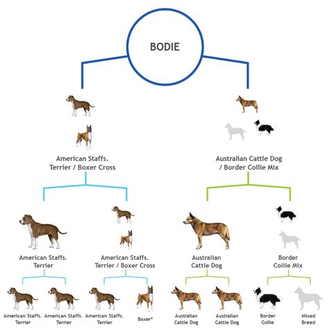 Canine Family Tree Chart