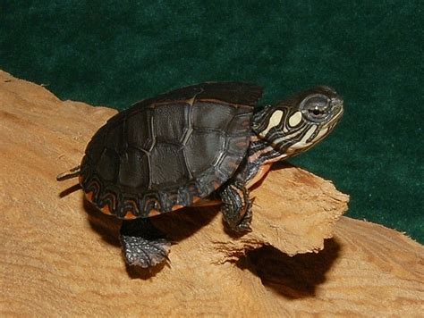 Midland Painted Turtle Hatchling ~Carapace~ | Midland painted turtle ...