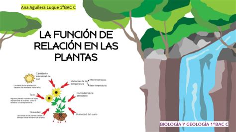 Funci N Relaci N De Las Plantas