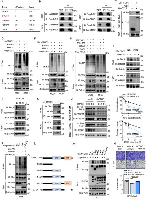 The Deubiquitinase Otud Is Involved In Tam Mediated Stabilization Of