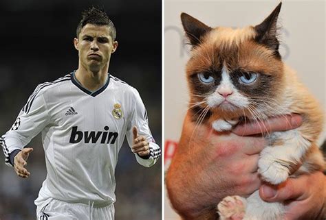 Grumpy Cat Verdient Mehr Als Cristiano Ronaldo