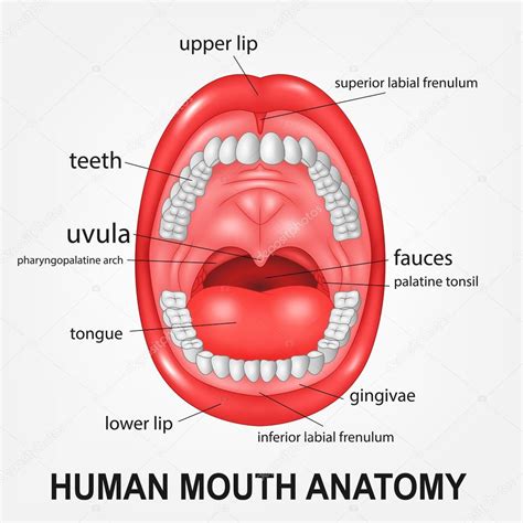 Anatomía de la boca humana boca abierta con explicación 2023