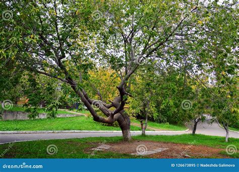 A Large Maple Tree in Urban Backyard. Autumn. Stock Image - Image of ...