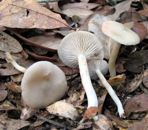 Entoloma Sericellum The Ultimate Mushroom Guide