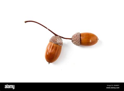 Acorns On A Branch Isolated On White Background Stock Photo Alamy