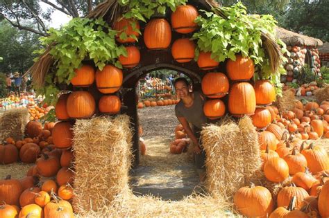 Pumpkins Pumpkins Everywhere At Dallas Arboretum Pumpkin Patch Farm