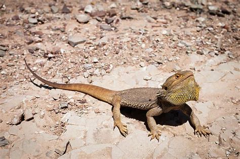 Lizards (Reptiles, Australian Animals) (Australian Views)