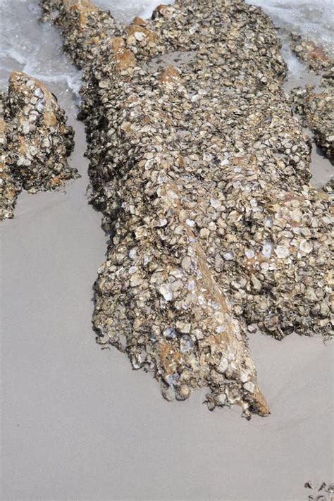 shell carcass stuck  rocks stock photo image  moss beach