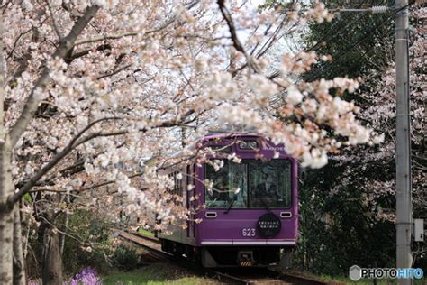 嵐電 桜のトンネル 2 By でんちゅう （id：12345853） 写真共有サイトphotohito