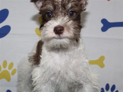 Miniature Schnauzer-DOG-Male-Brown & White Parti-2957091-Pet City Houston