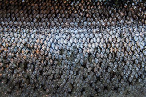 Trout Scale Texture Stock Photo - Download Image Now - Animal Scale ...