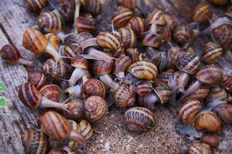 Snail Farming In Nigeria The Ultimate Guide 2024