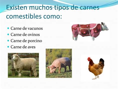 Las Carnes Ppt